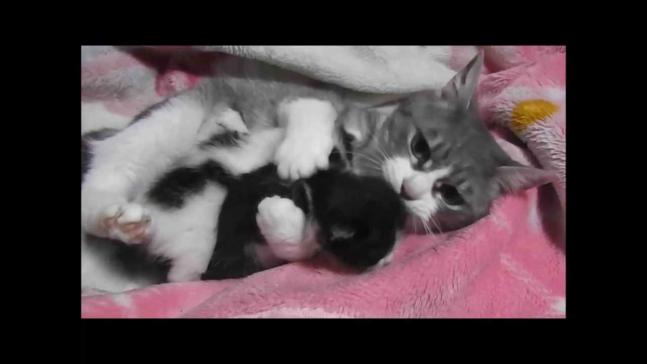 子猫を抱きしめる愛情たっぷりのママ猫