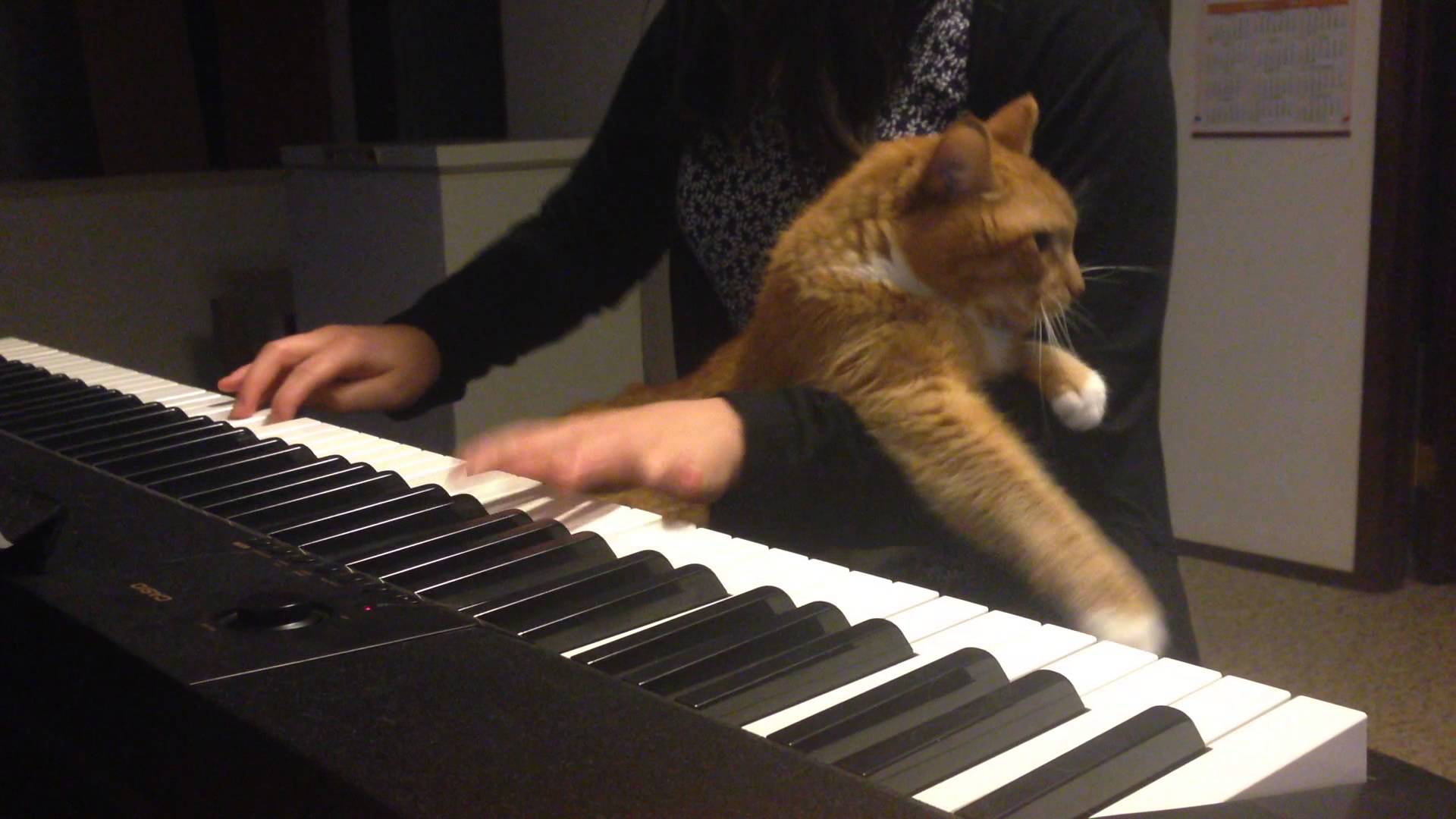 ピアノを弾く主人を邪魔するニャンコ